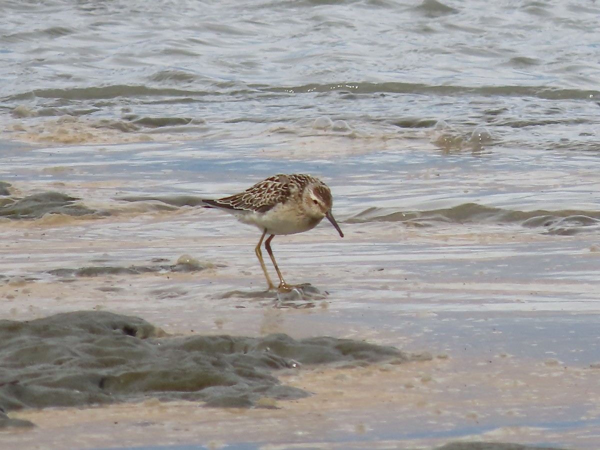 Stilt Sandpiper - Laura Burke