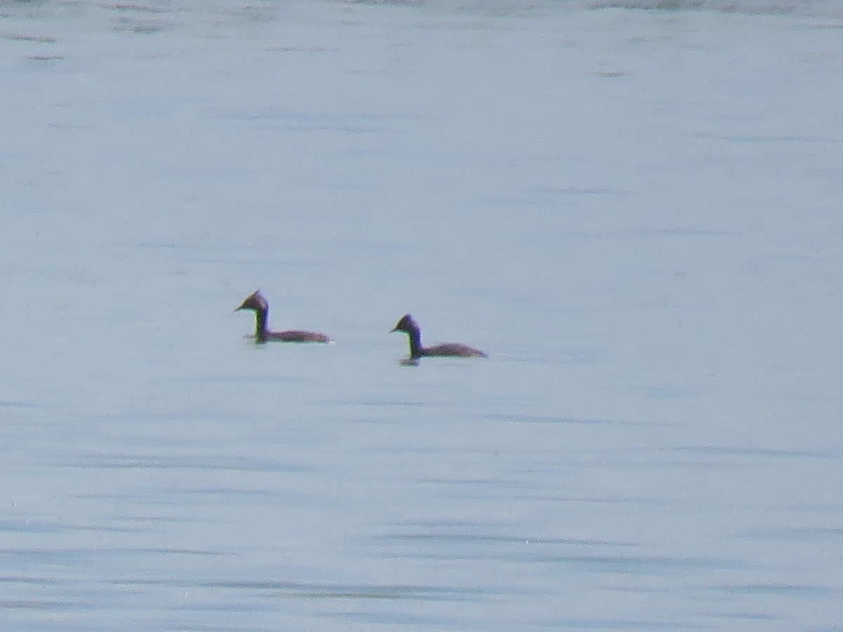 Eared Grebe - John Yochum