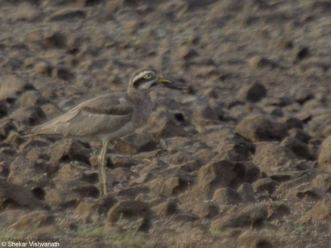 Great Thick-knee - ML60290701