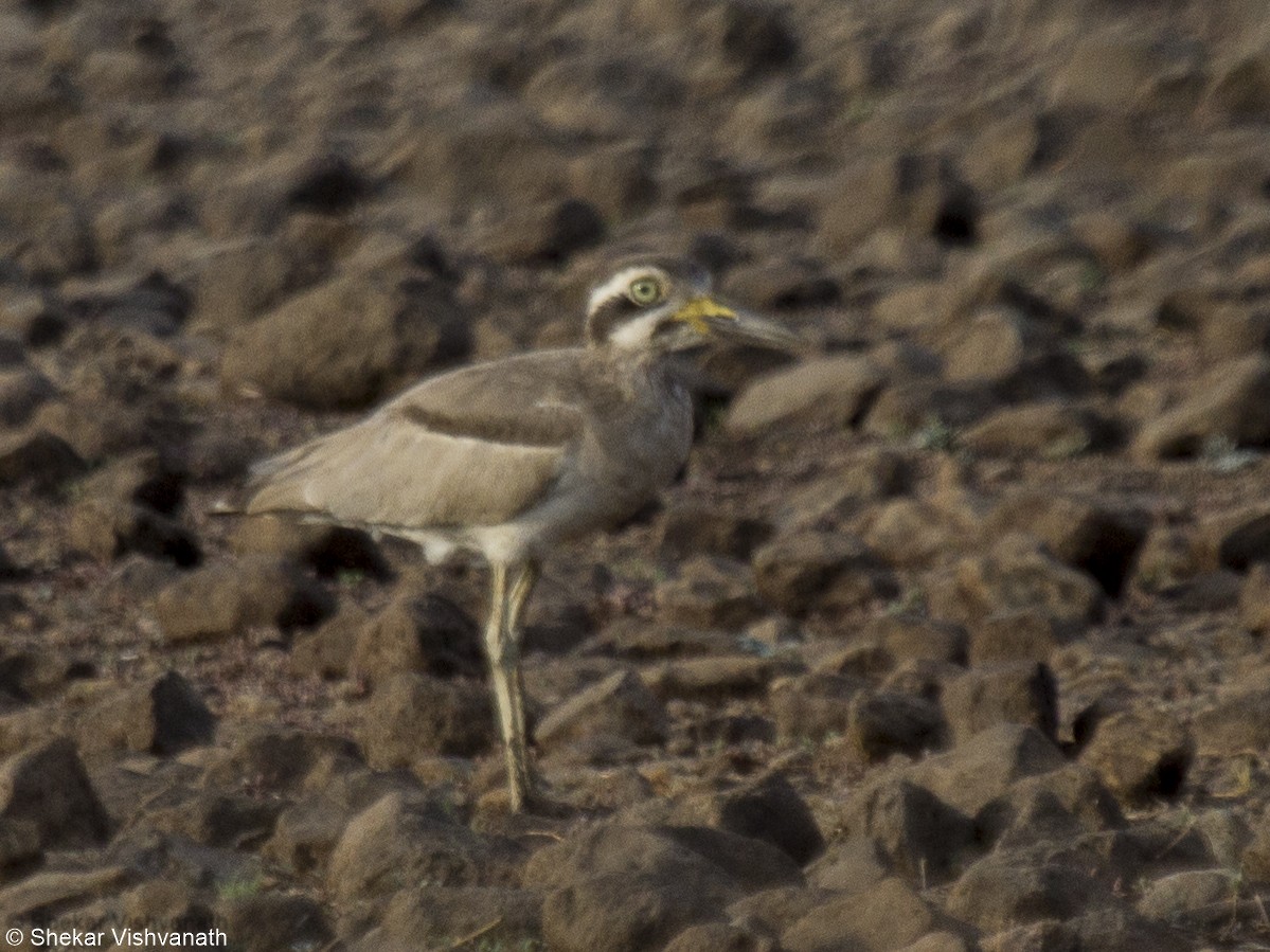 Great Thick-knee - ML60290721
