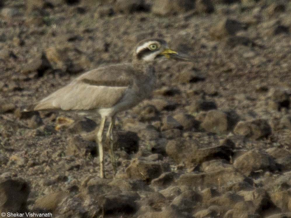 Great Thick-knee - ML60290731