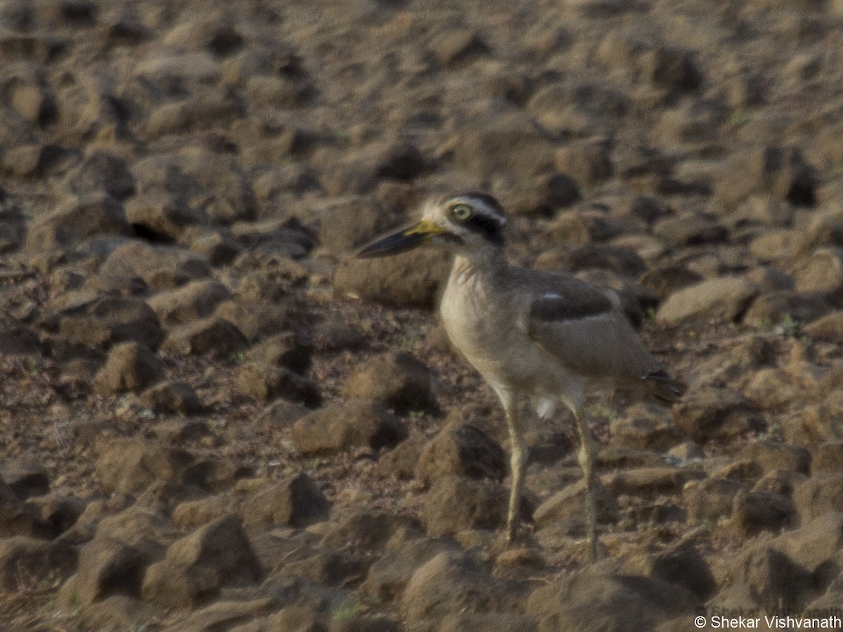 Great Thick-knee - ML60290741