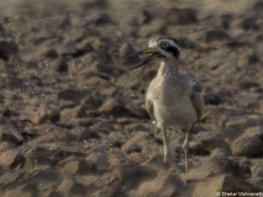Great Thick-knee - ML60290751