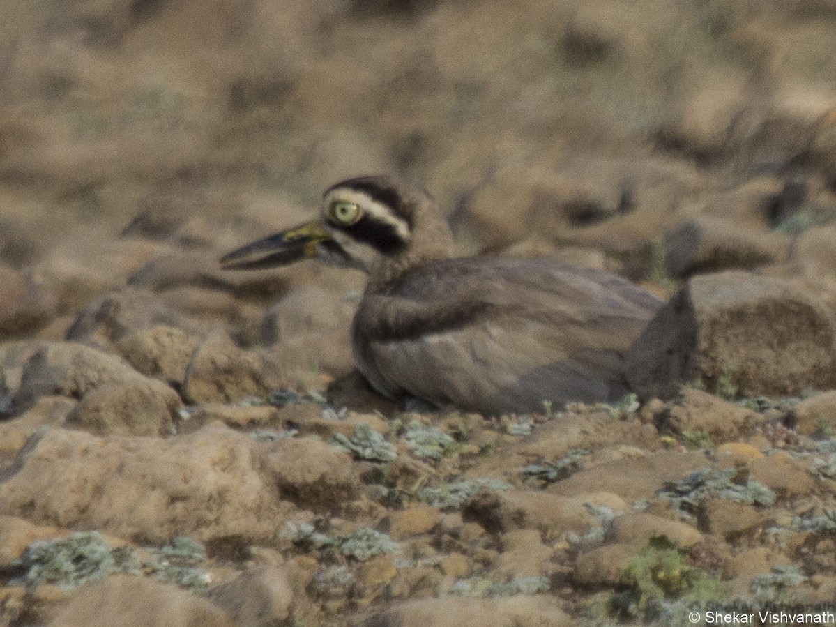 Great Thick-knee - ML60290781