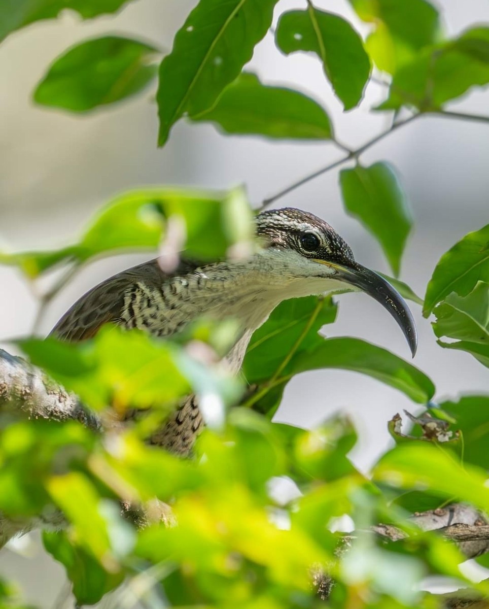 Paradise Riflebird - Bernadett Kery
