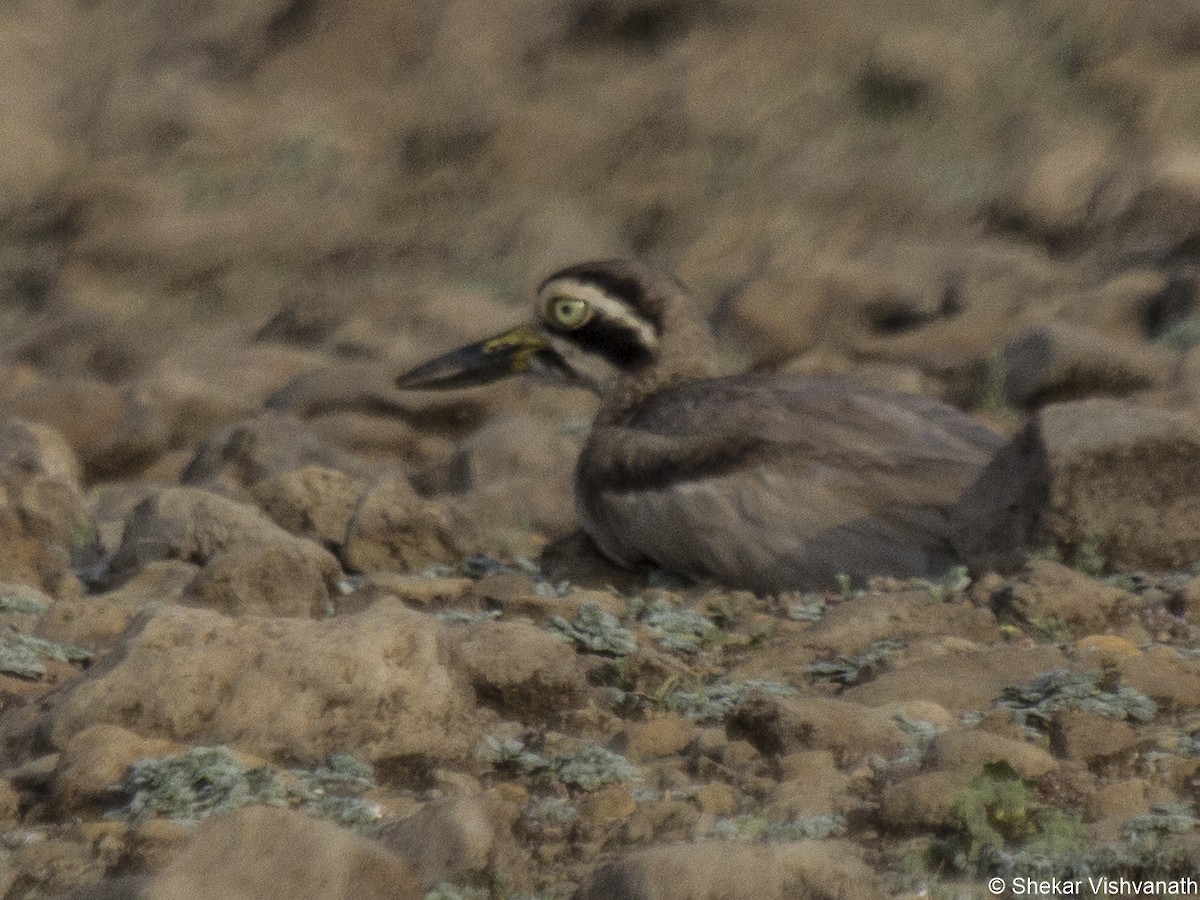 Great Thick-knee - ML60290791
