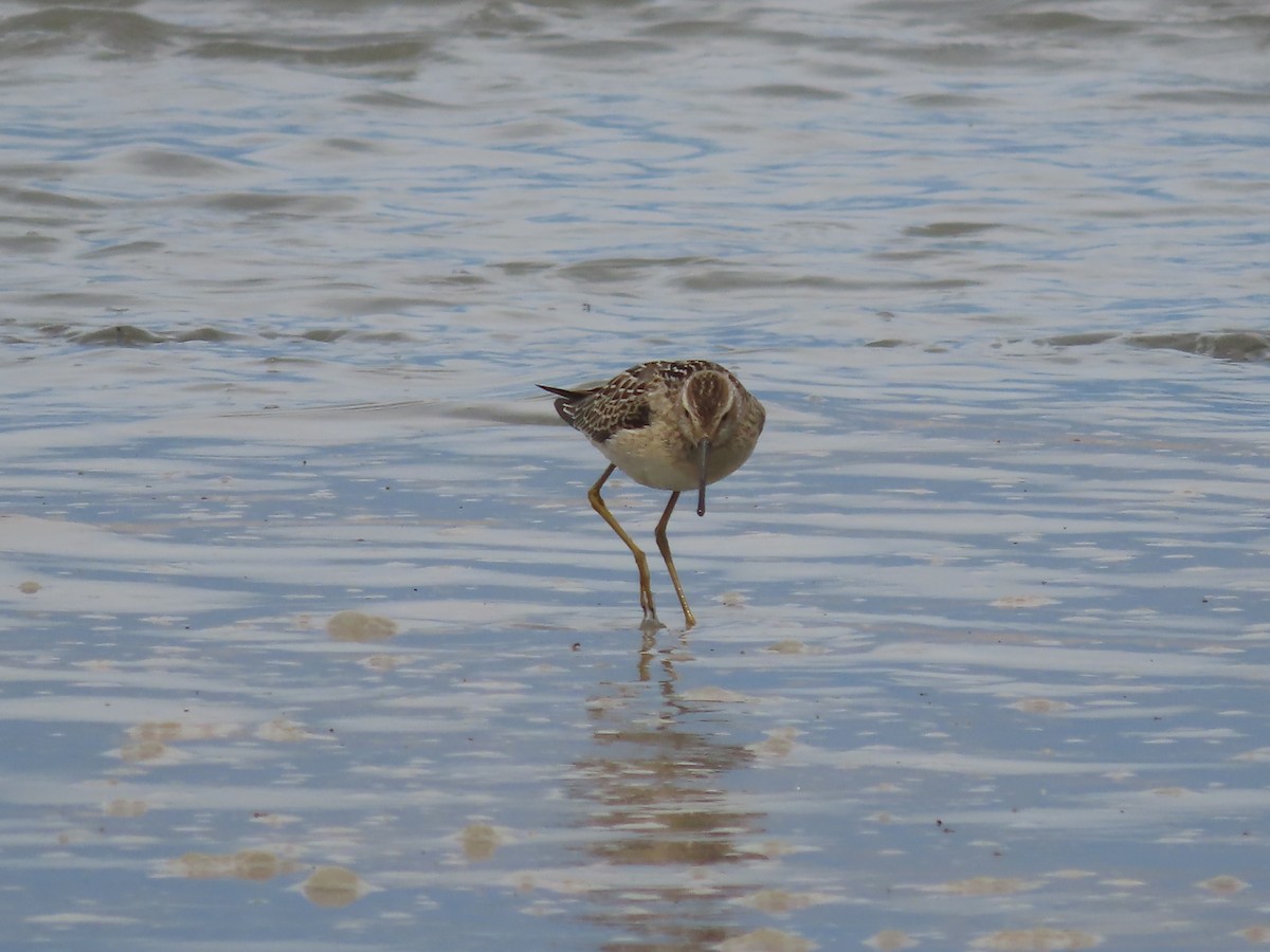 Stilt Sandpiper - Laura Burke