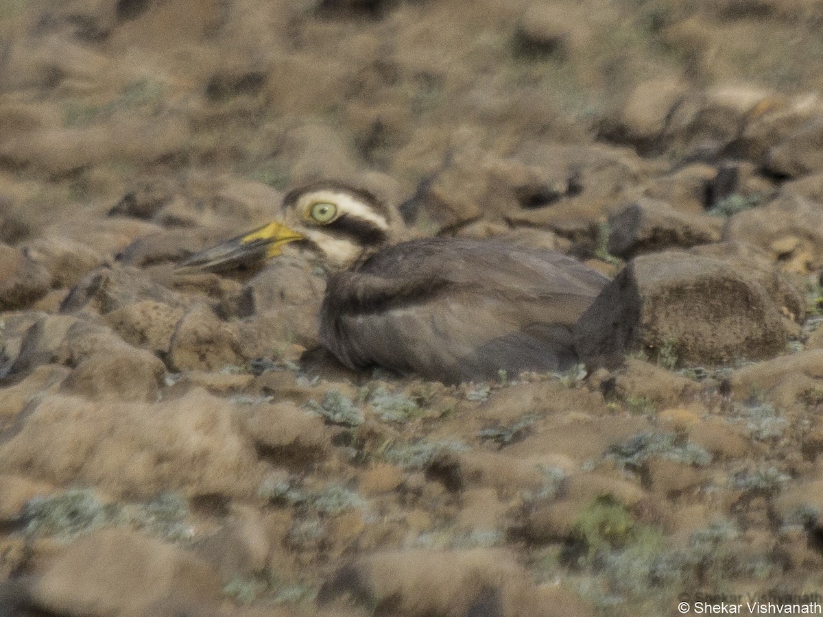 Great Thick-knee - ML60290801