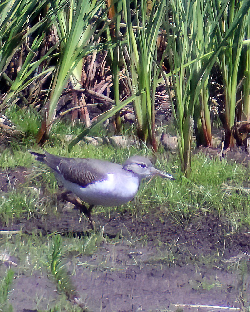 Spotted Sandpiper - ML602908581