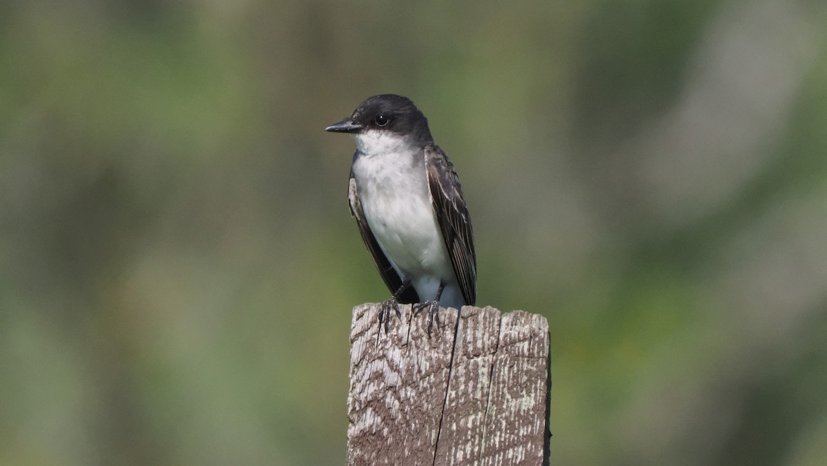 Eastern Kingbird - ML602908761