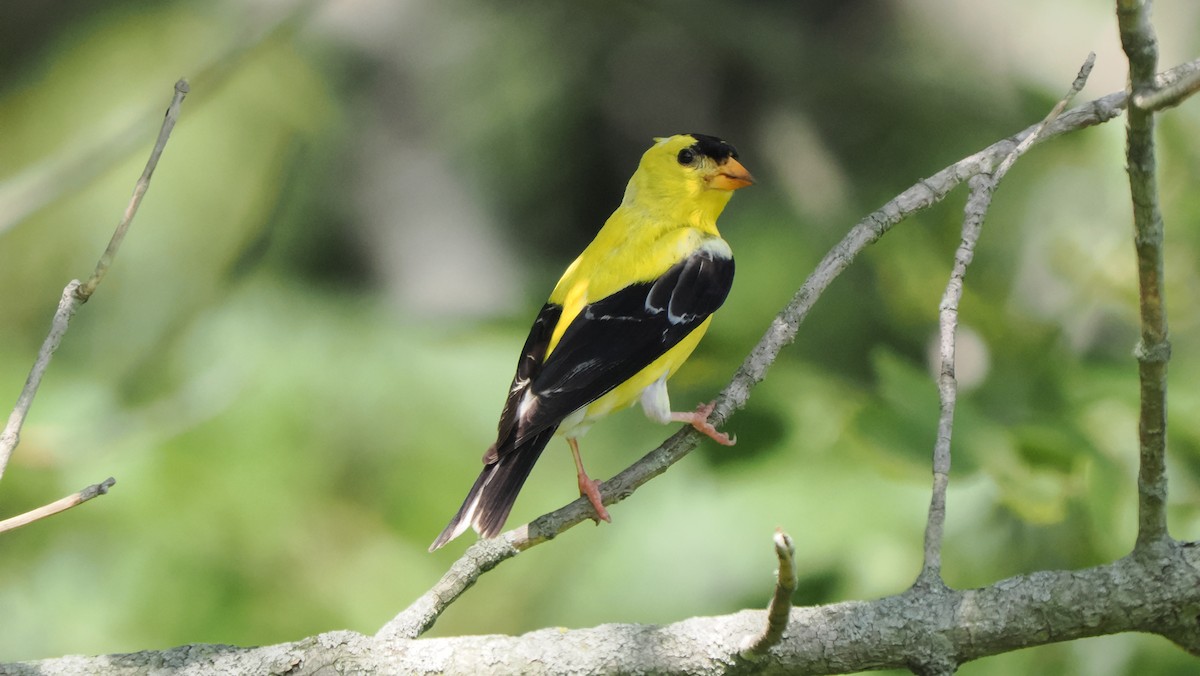 American Goldfinch - ML602908881