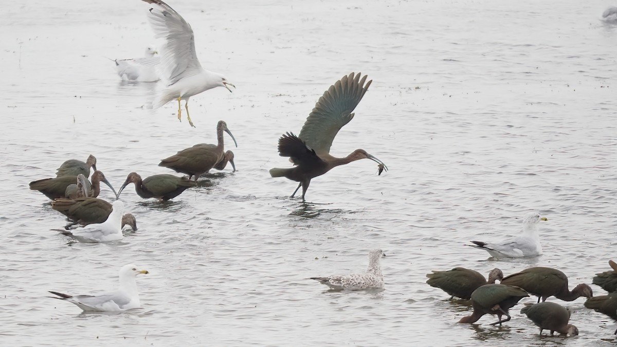 White-faced Ibis - ML602910571
