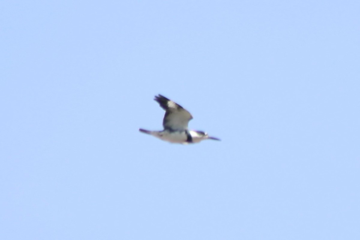 Belted Kingfisher - ML602910931