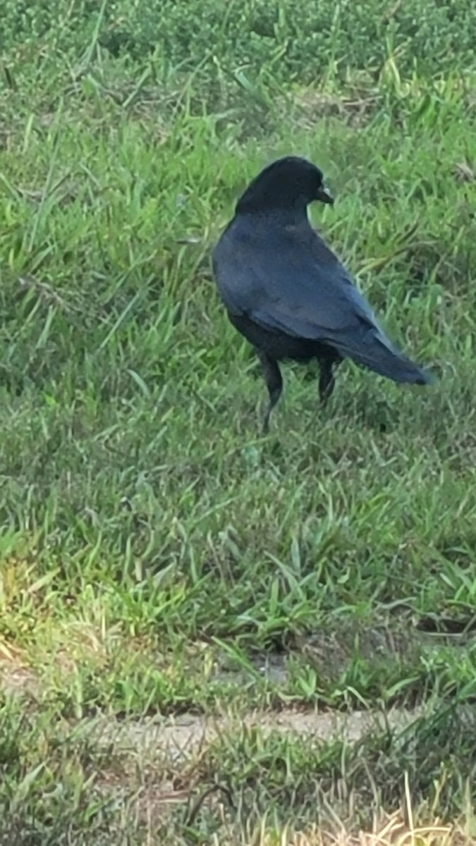 amerikakråke - ML602911151