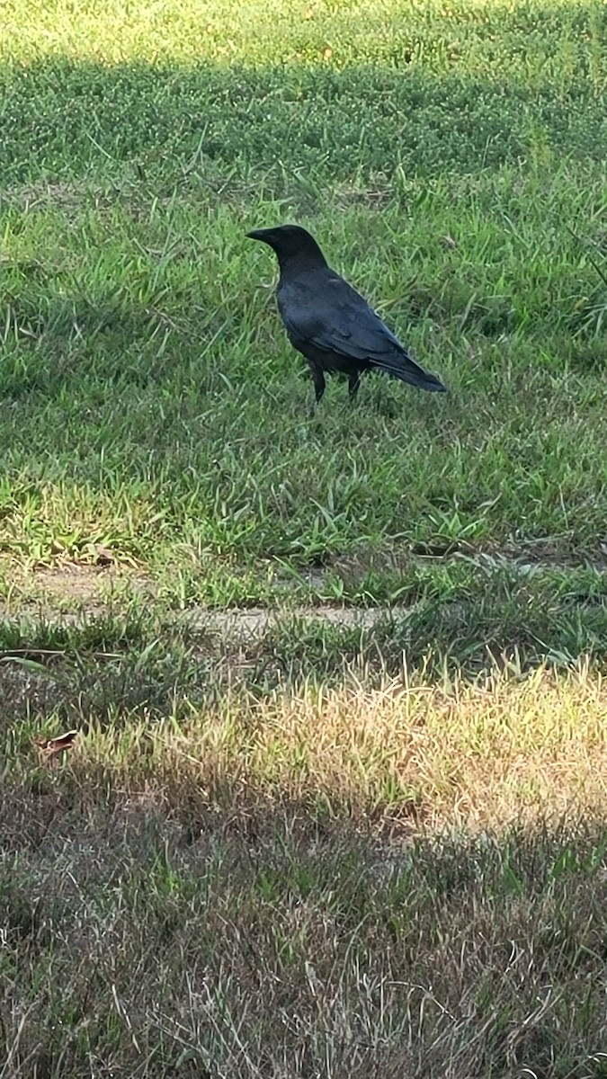 amerikakråke - ML602911161