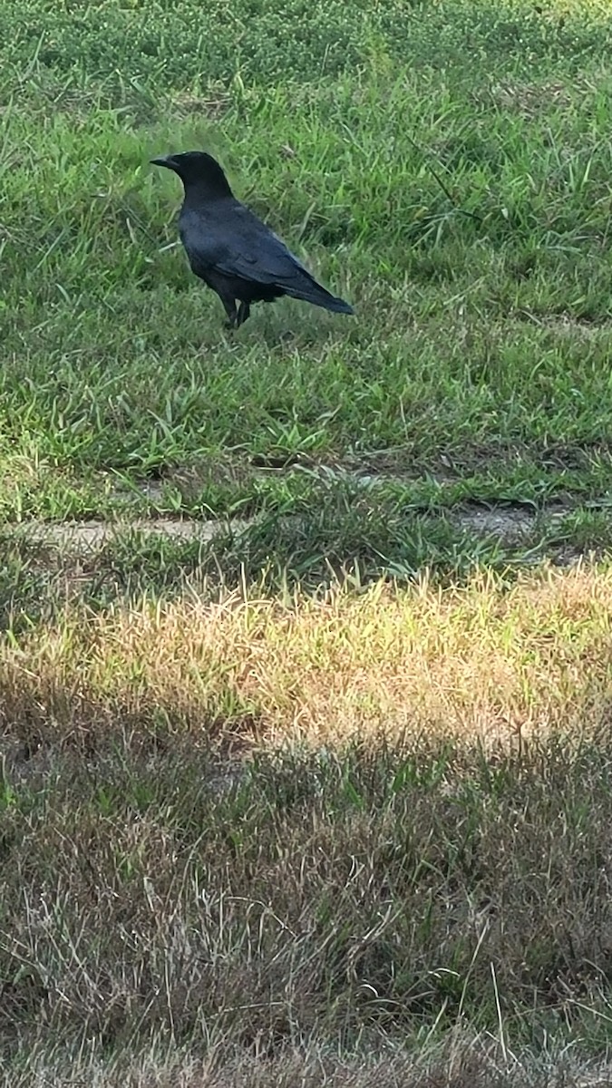 amerikakråke - ML602911171