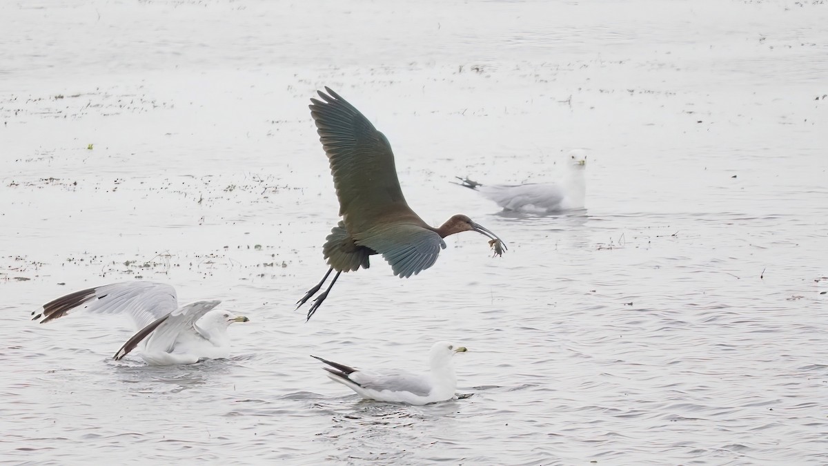 White-faced Ibis - ML602911181