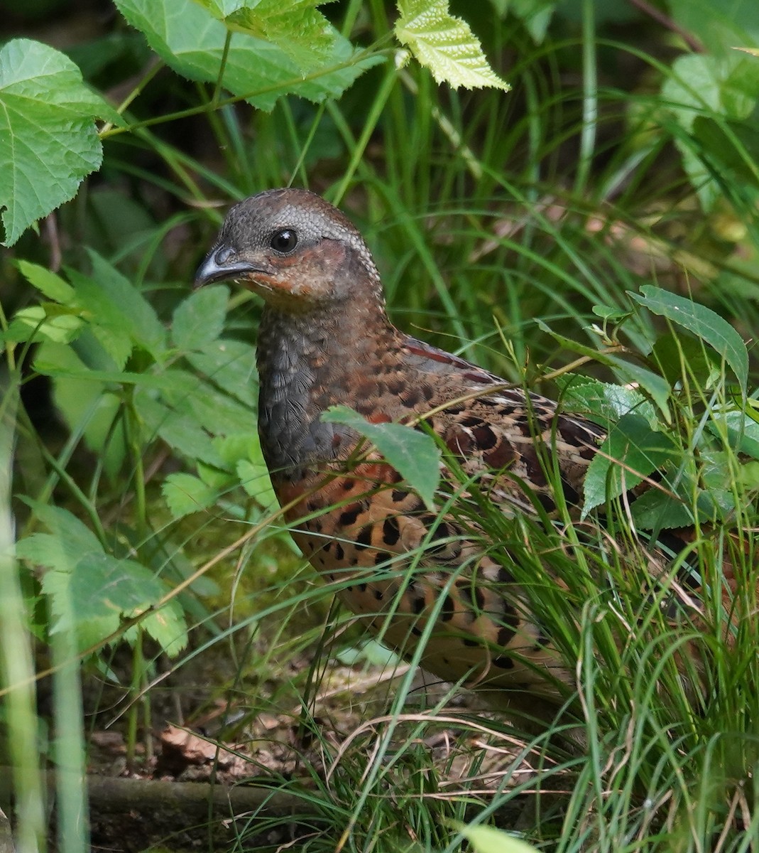 Chinese Bamboo-Partridge - Haoning Gong