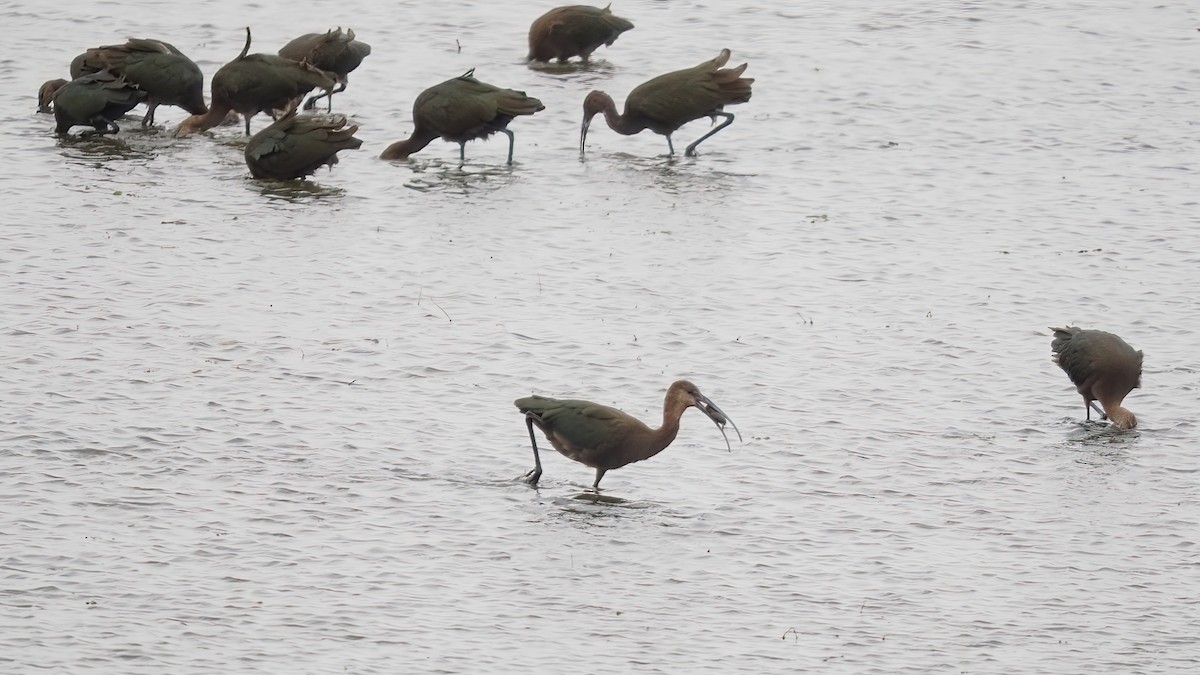White-faced Ibis - ML602912941