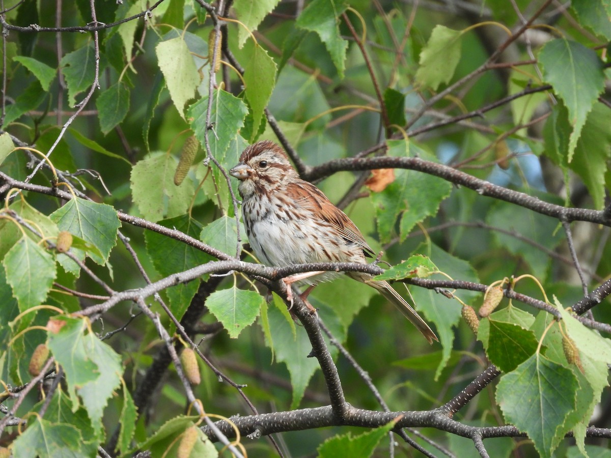 Song Sparrow - ML602913071