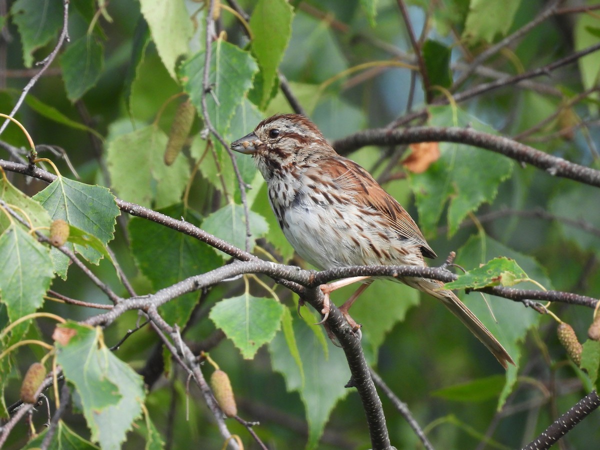 Song Sparrow - ML602913081