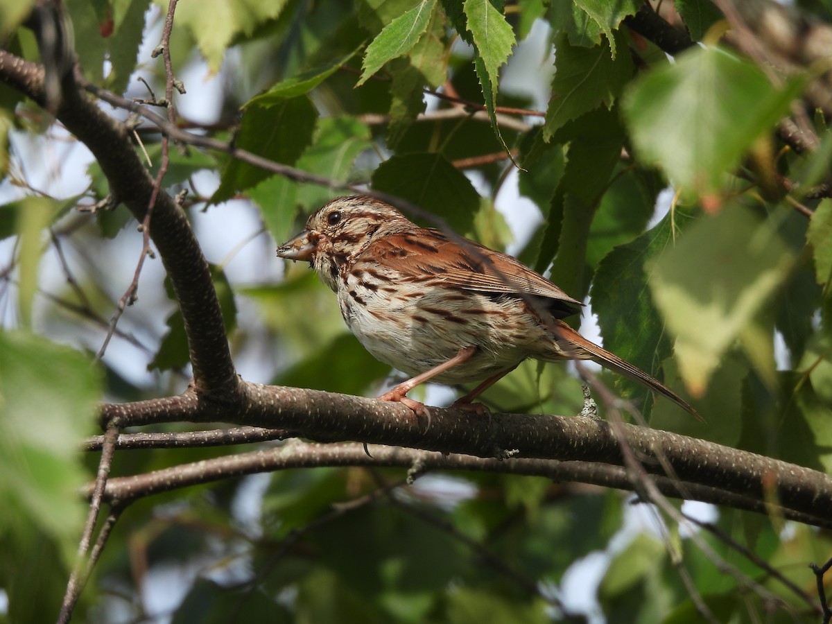 Song Sparrow - ML602913101