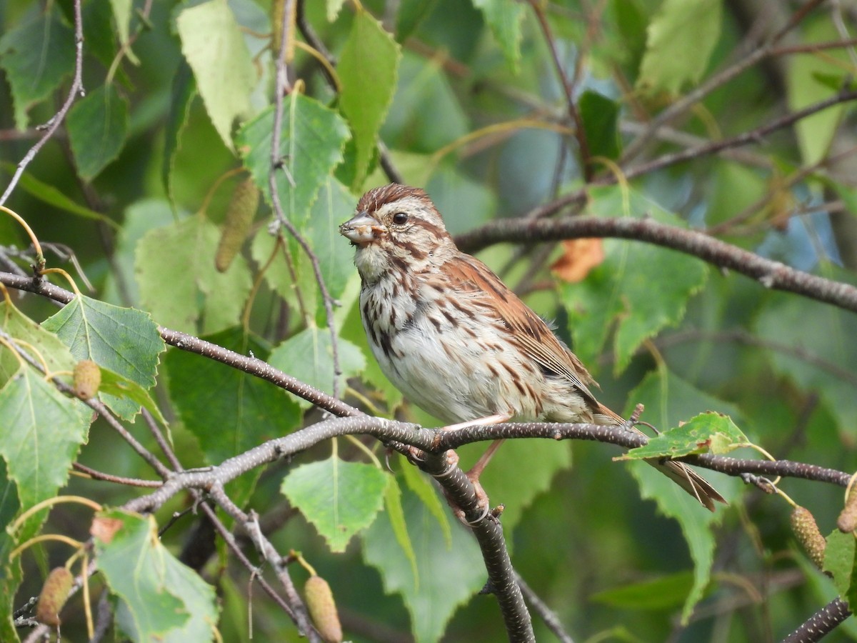 Song Sparrow - ML602913121