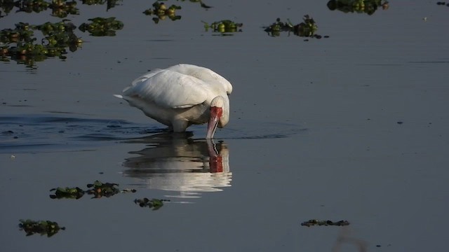 African Spoonbill - ML602913281