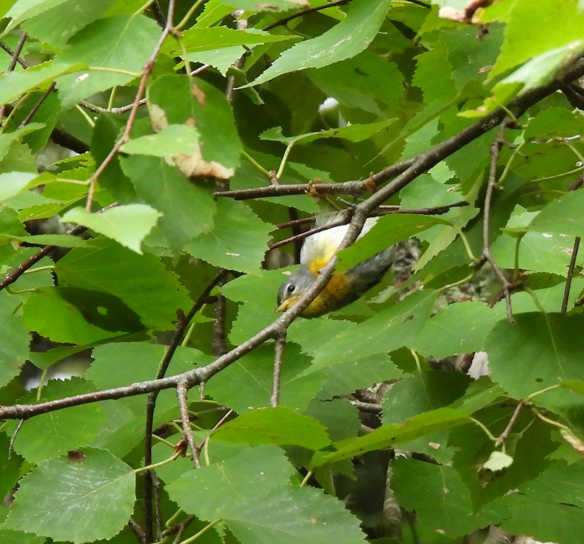 Northern Parula - ML602913321
