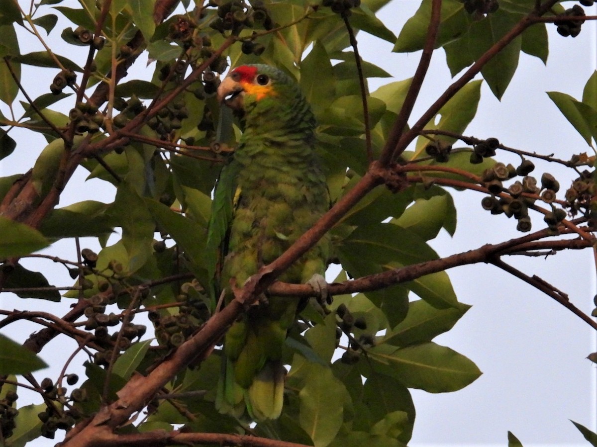 Red-lored Parrot - Ellen Tipping