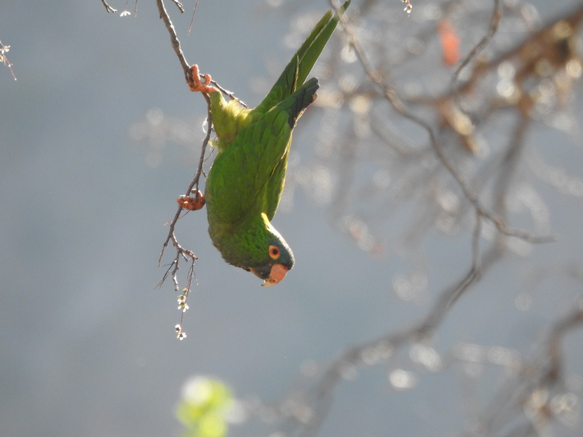 Blue-crowned Parakeet (Blue-headed) - ML602914451