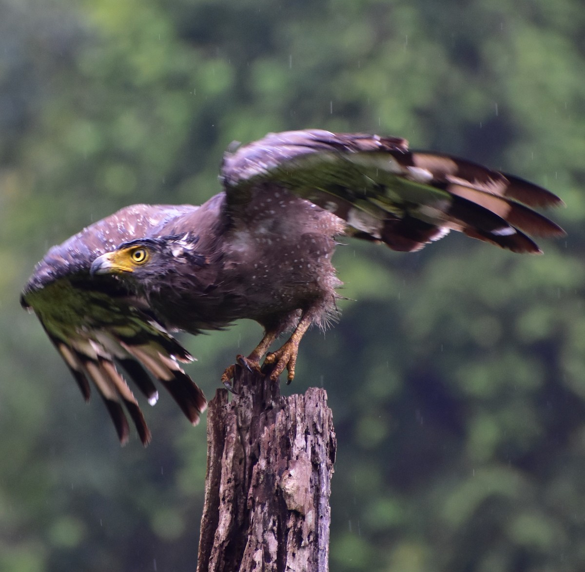 Crested Serpent-Eagle - Akhil S