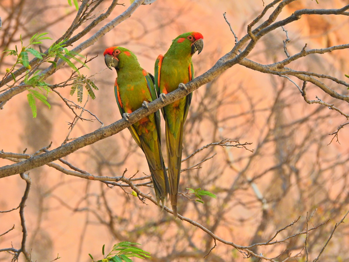 Red-fronted Macaw - ML602914721