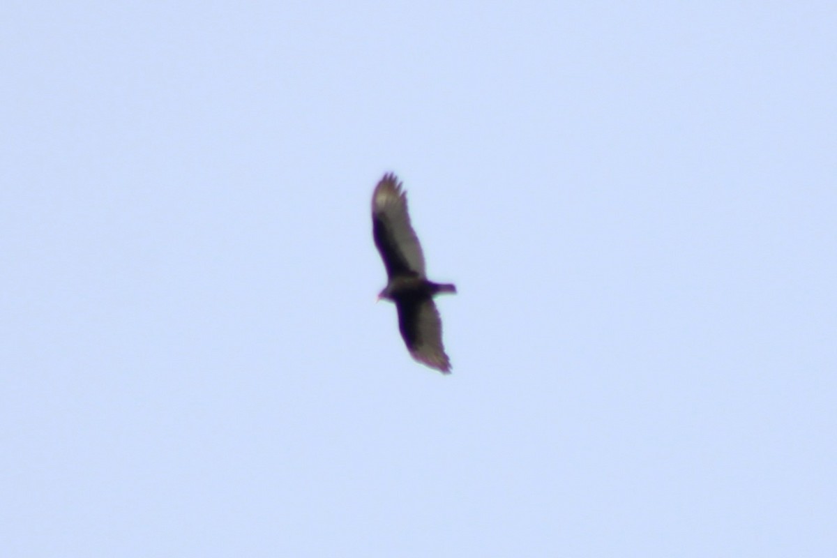 Turkey Vulture - ML602915331