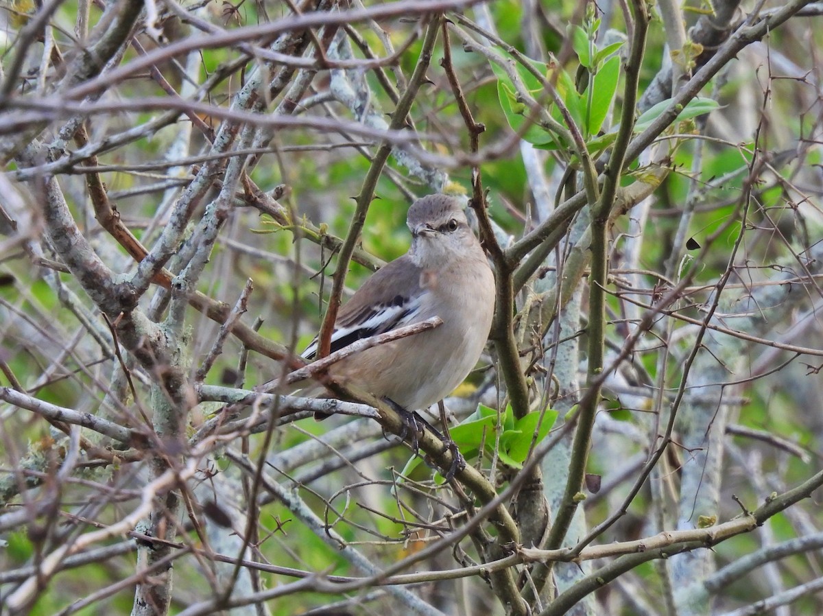 White-banded Mockingbird - ML602915791