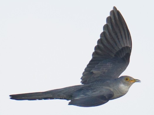 Common Cuckoo - ML60291581