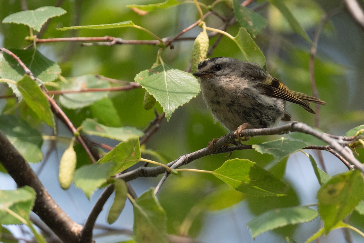 Golden-crowned Kinglet - Amanda Guercio