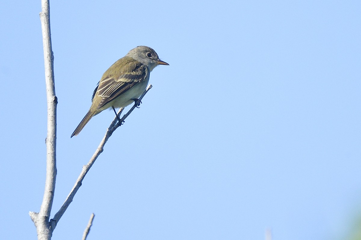 Willow Flycatcher - ML602916331