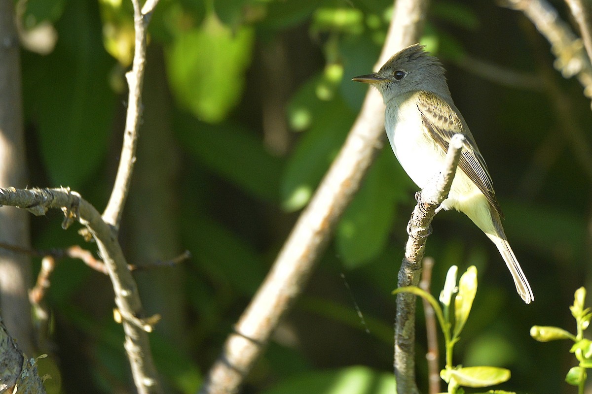 Willow Flycatcher - ML602916341