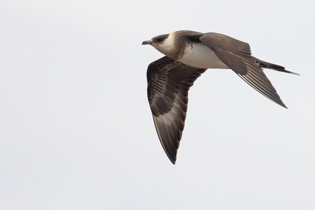 Parasitic Jaeger - ML602916361