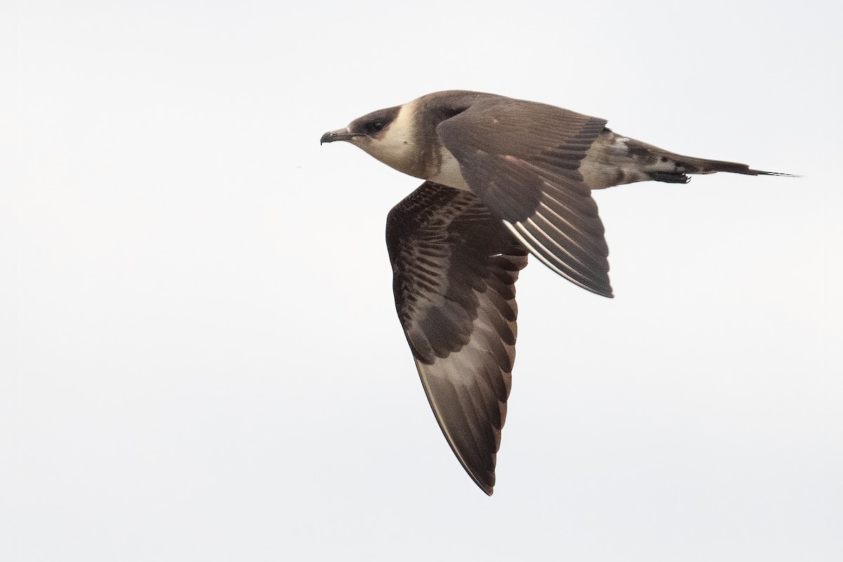 Parasitic Jaeger - ML602916371