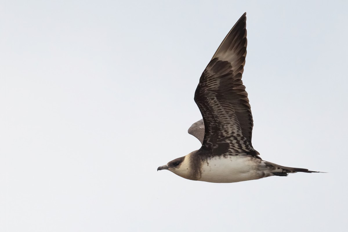 Parasitic Jaeger - ML602916391