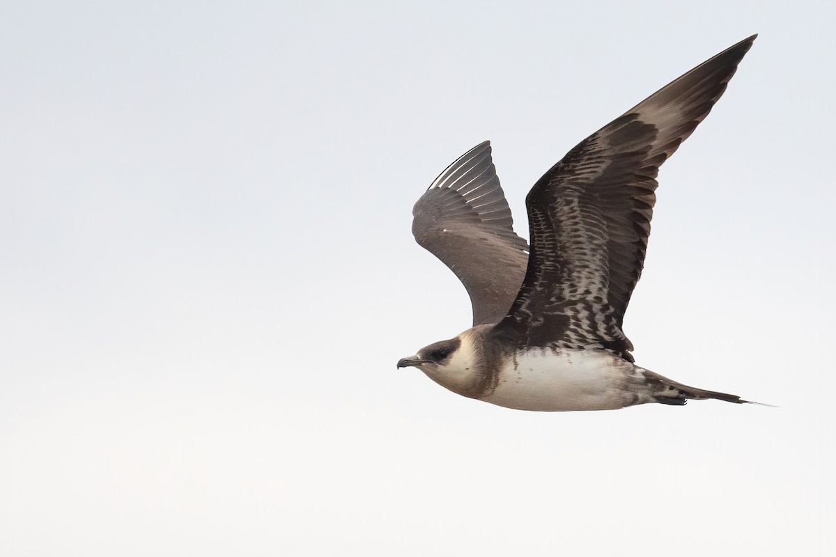 Parasitic Jaeger - ML602916401