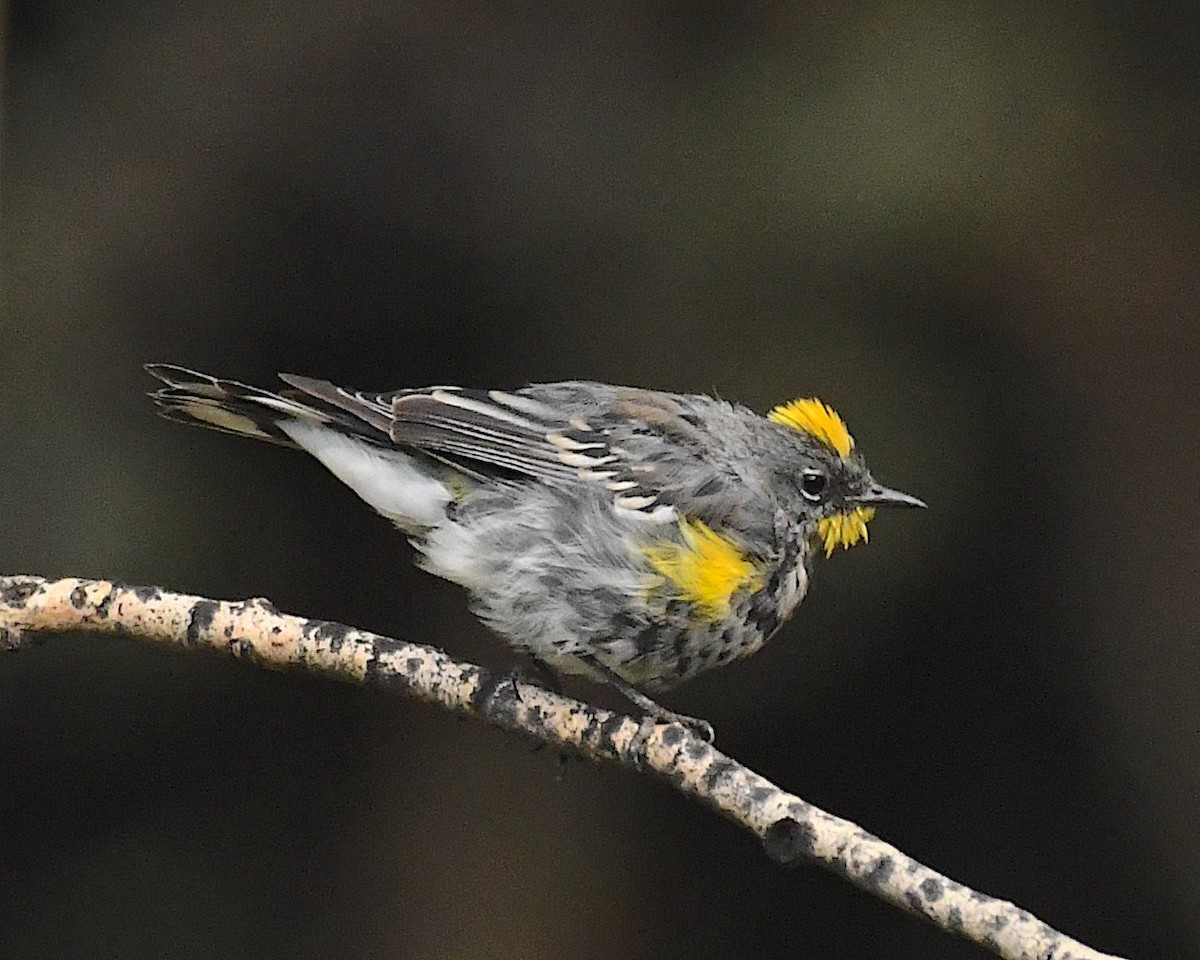 Yellow-rumped Warbler (Audubon's) - Ted Wolff