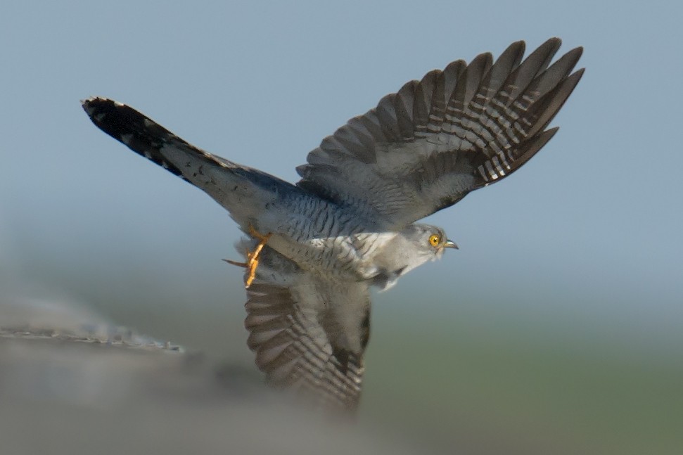 Common Cuckoo - ML60291661