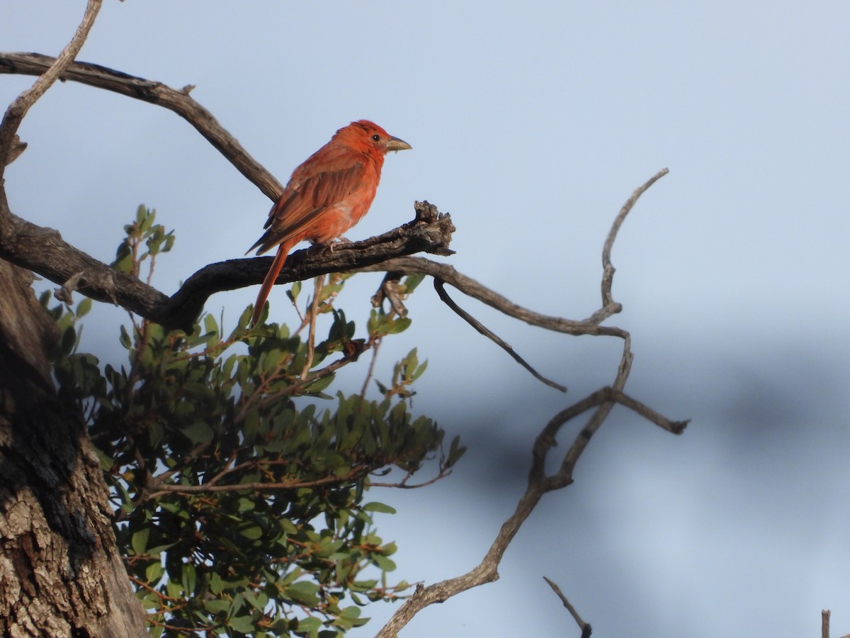 Hepatic Tanager - ML602916611