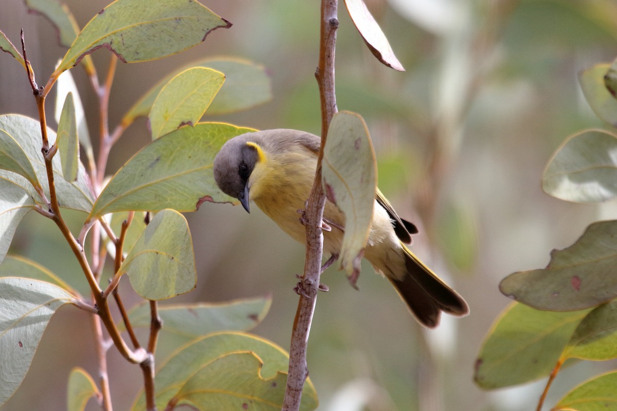 Gray-headed Honeyeater - ML602916631