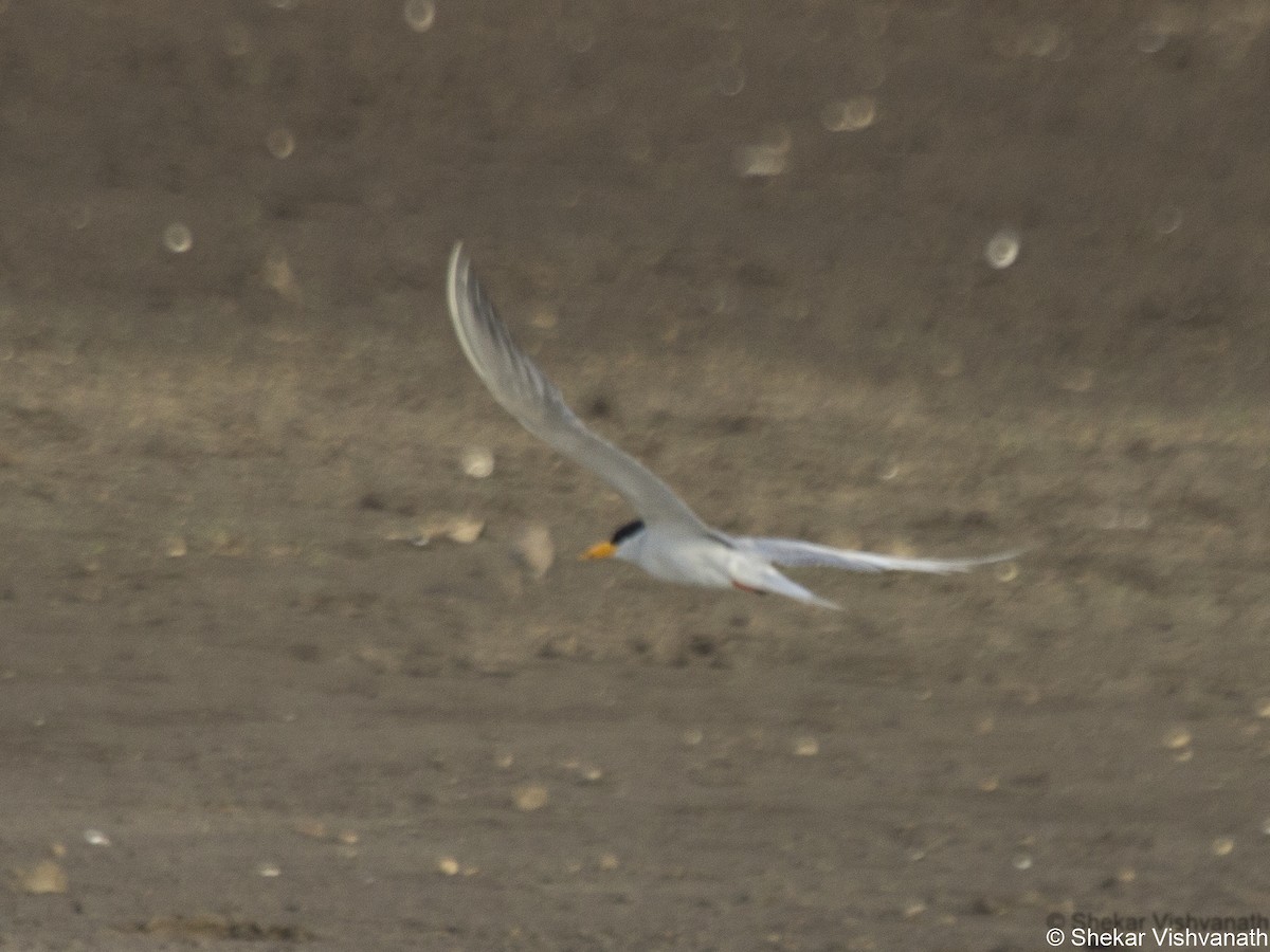 River Tern - ML60291701