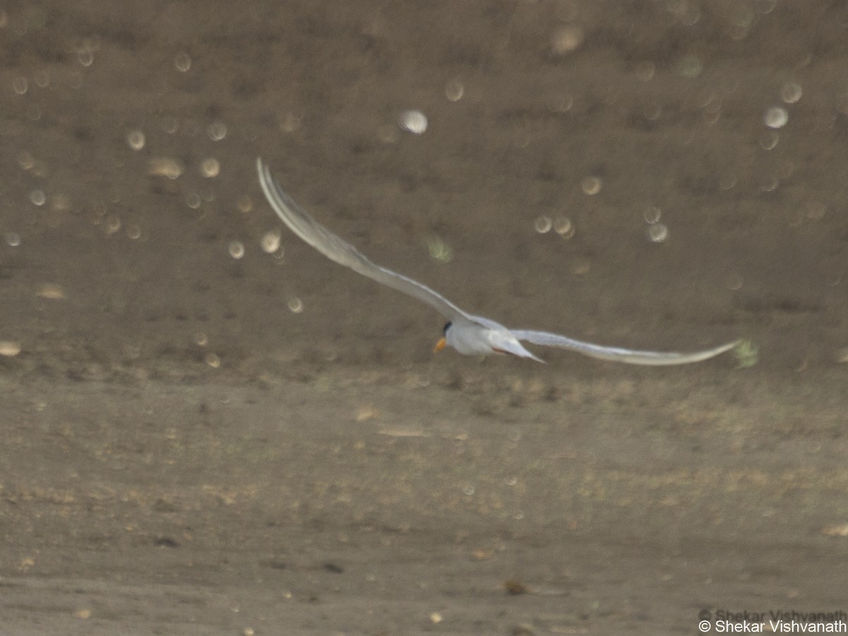 River Tern - ML60291711