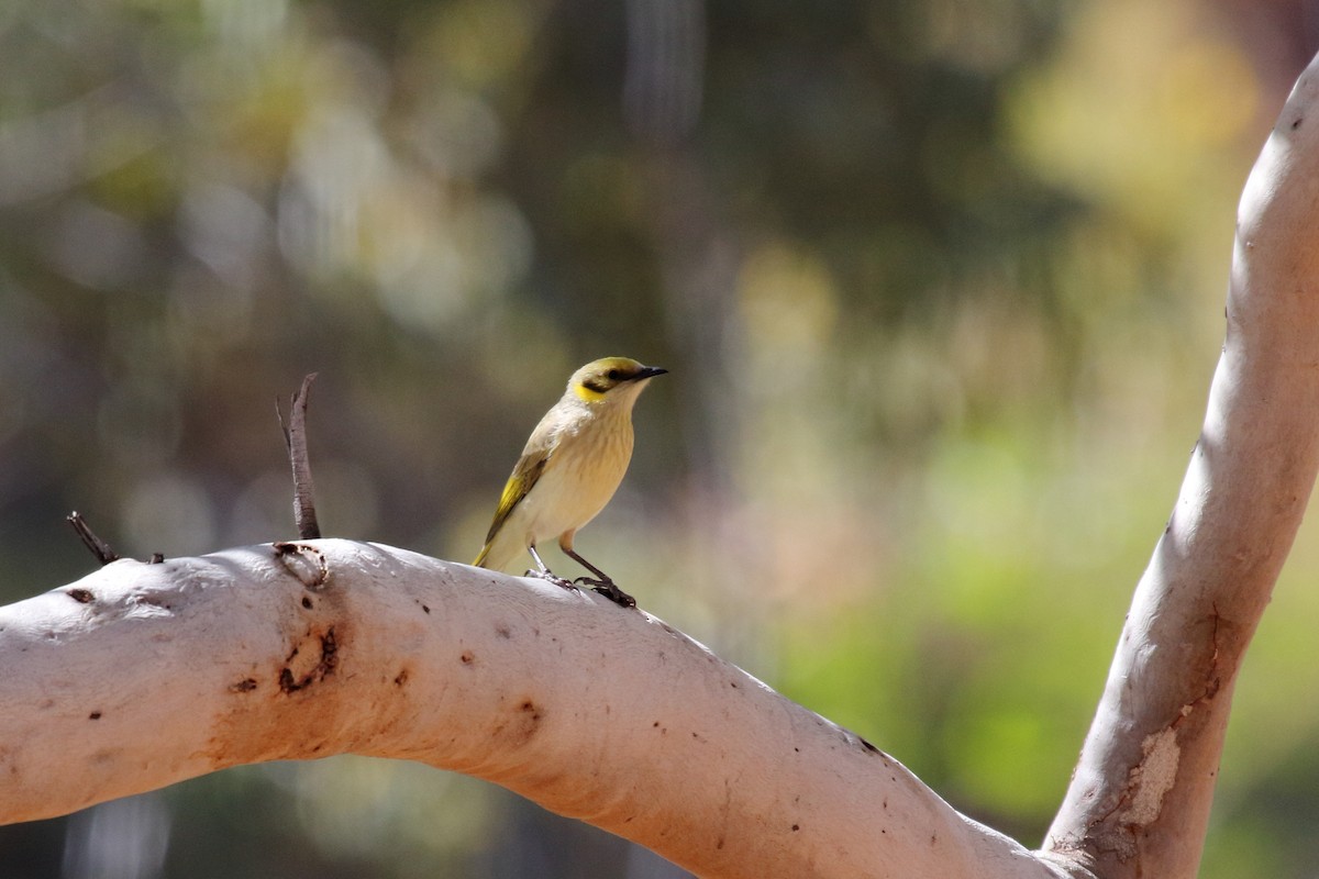 Gray-fronted Honeyeater - ML602917491